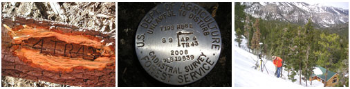 Series of three images showing the side of a tree stump, a seal for the U.S. Dept. of Agriculture - Forest Service, and a surveyor on the side of a a snowy hill
